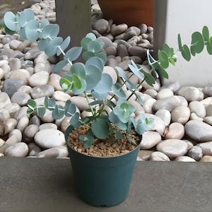 May include: A small potted eucalyptus plant with round, silvery-blue leaves and fresh green new growth. The plant is in a dark green plastic pot, set against a backdrop of smooth, gray and white stones.