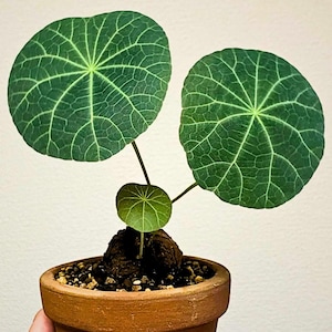 May include: A potted plant with three large, round, green leaves with intricate vein patterns. The plant is in a terracotta pot filled with soil and small pebbles. The leaves have a radial pattern.