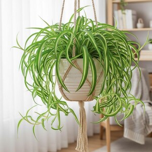 Spider Cactus - Etsy