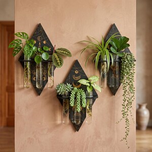 May include: Three diamond-shaped black wall plaques featuring gold celestial moon phase designs. Each plaque holds three clear glass test tube vases containing various green houseplants with visible roots submerged in water.