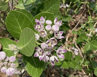Dried Sodom Apple Leaves | Calotropis Gigantea Herbal Botanical Tea, Ritual (100g)