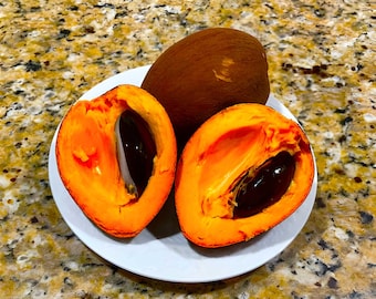 Mamey Sapote Seeds for Planting | Rare Exotic Tropical Fruit Tree Home Garden Seed