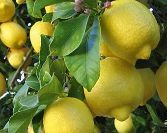 Heirloom Italian Lemon Tree Seeds | High Germination Citrus Fruit Planting