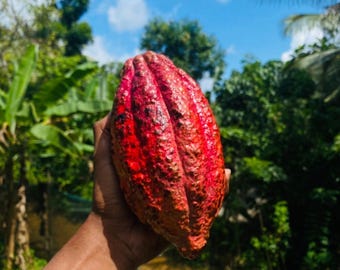 Fresh Cocoa Seeds for Planting | Grow Chocolate Tree | Theobroma Cacao Seeds