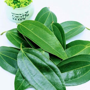 Dried Cinnamon Leaves | Sri Lankan Cinnamomum verum Herbal Tea Ingredient