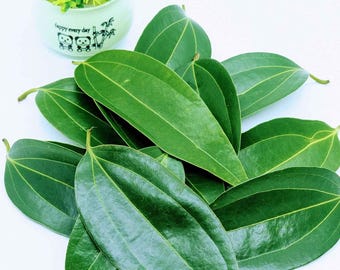 Dried Cinnamon Leaves | Sri Lankan Cinnamomum verum Herbal Tea Ingredient