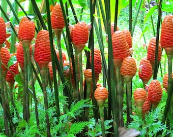 Awapuhi/Shampoo Ginger Rhizomes (Zingiber zerumbet) Ceylon Organic Rhizomes for Planting