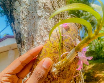 Cáscara de coco natural / Fibra de coco de Sri Lanka, Jardín y Artesanía (3)