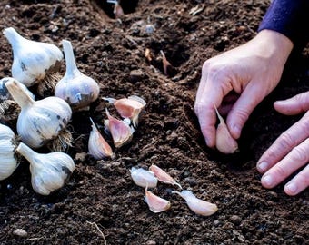 Heirloom Italian Garlic Bulbs for Planting | Hardneck Seed Garlic, Organic Garden Crop