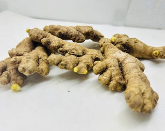Ginger Roots for Planting | Fresh Ginger Root Seed | Organic Ginger Rhizomes | High Yield Ginger Plant | Grow Your Own Ginger