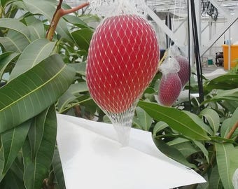 Miyazaki Mango Seeds | Rare Japanese Sweet Red Fruit (High Yield)