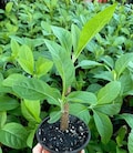 Organic African Bitter Leaf | Vernonia Amygdalina Herbal Tea cut (50g) product logo