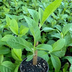 Organic African Bitter Leaf | Vernonia Amygdalina Herbal Tea cut (50g)