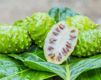 Dried Noni Leaves | Morinda Citrifolia Herbal Tea, Sun-Dried Wellness Leaves