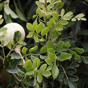 Op de afbeelding: Close-up van een plant met heldergroene bladeren en een lichtgekleurde, ronde vrucht. De bladeren hebben een gladde textuur en zijn in clusters langs de takken gerangschikt. De achtergrond is donkergroen.
