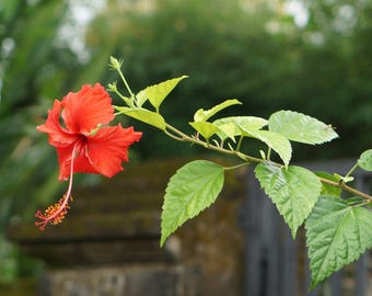 Dried Hibiscus Leaves for Herbal Tea | Organic Hibiscus Sabdariffa Wellness