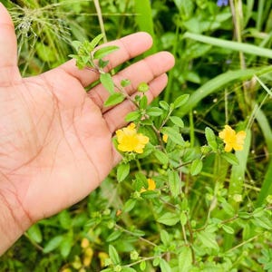 May include: A close-up shot of a plant with small, vibrant yellow flowers and green leaves. The plant is held in a hand, with a blurred background of green foliage. The flowers have a delicate, five-petal structure.