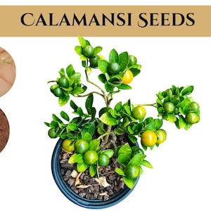 Könnte beinhalten: Eine Calamondin-Pflanze im Topf mit grünen Blättern und kleinen runden grünen und gelben Früchten. Links zeigt ein kreisförmiger Einsatz helle Samen in einer Handfläche und ein weiterer keimende Samen in dunkler Erde. Text CALAMANSI SEEDS oben.
