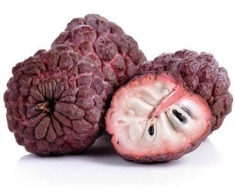 Rare Red Atemoya Seeds for Planting | Exotic Tropical Fruit Tree Hybrid