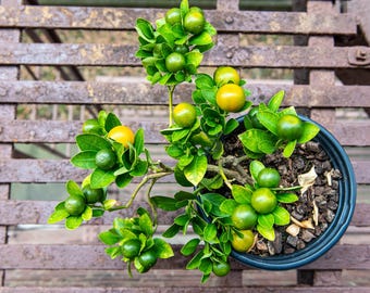 Calamansi Seeds for Planting | Filipino Lime, Citrus Microcarpa Tree Seeds