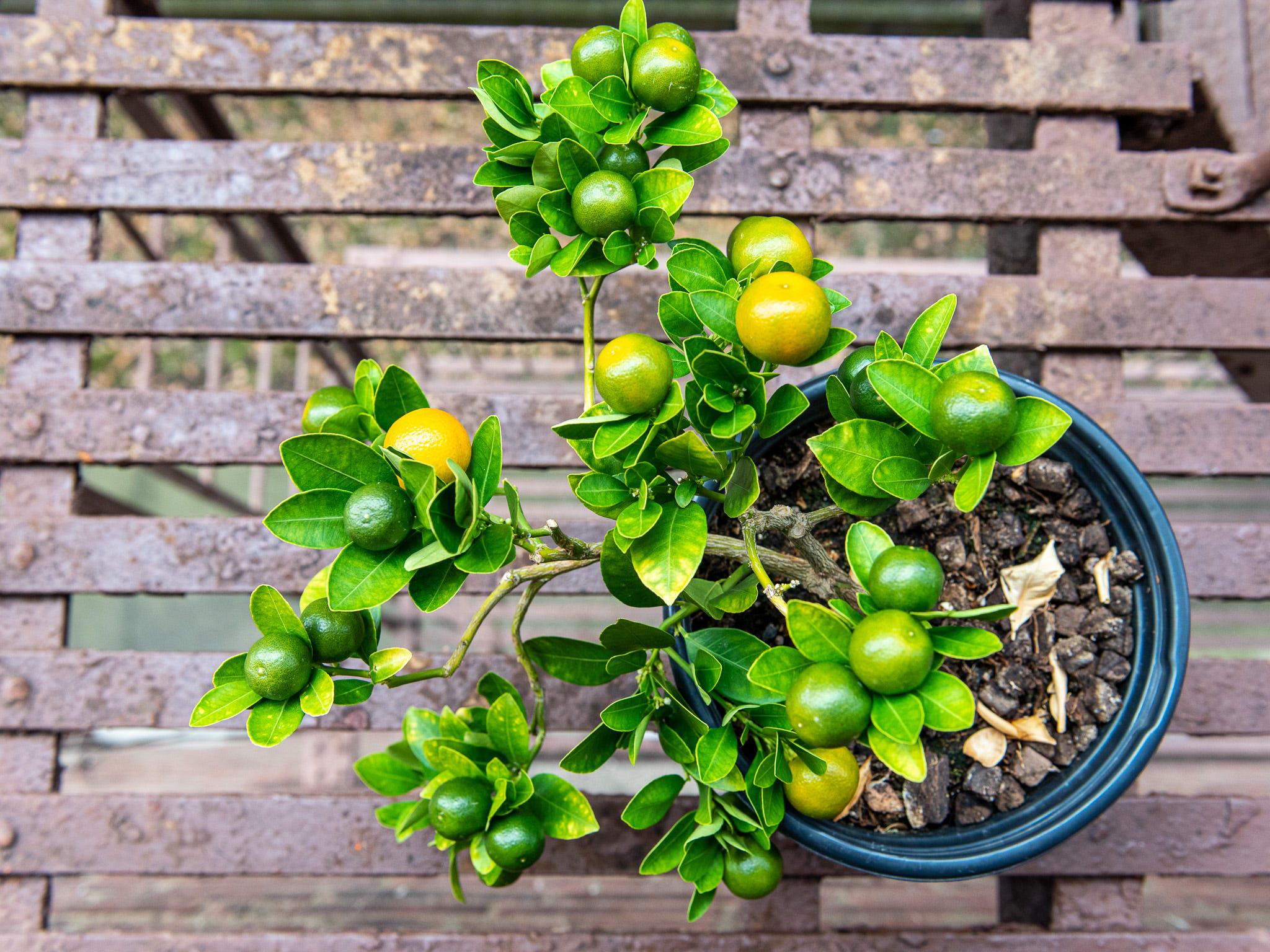 50 Graines Citron Vert Fraîches – Semences Citronnier Lime Sans OGM – Culture Facile Intérieur Extérieur