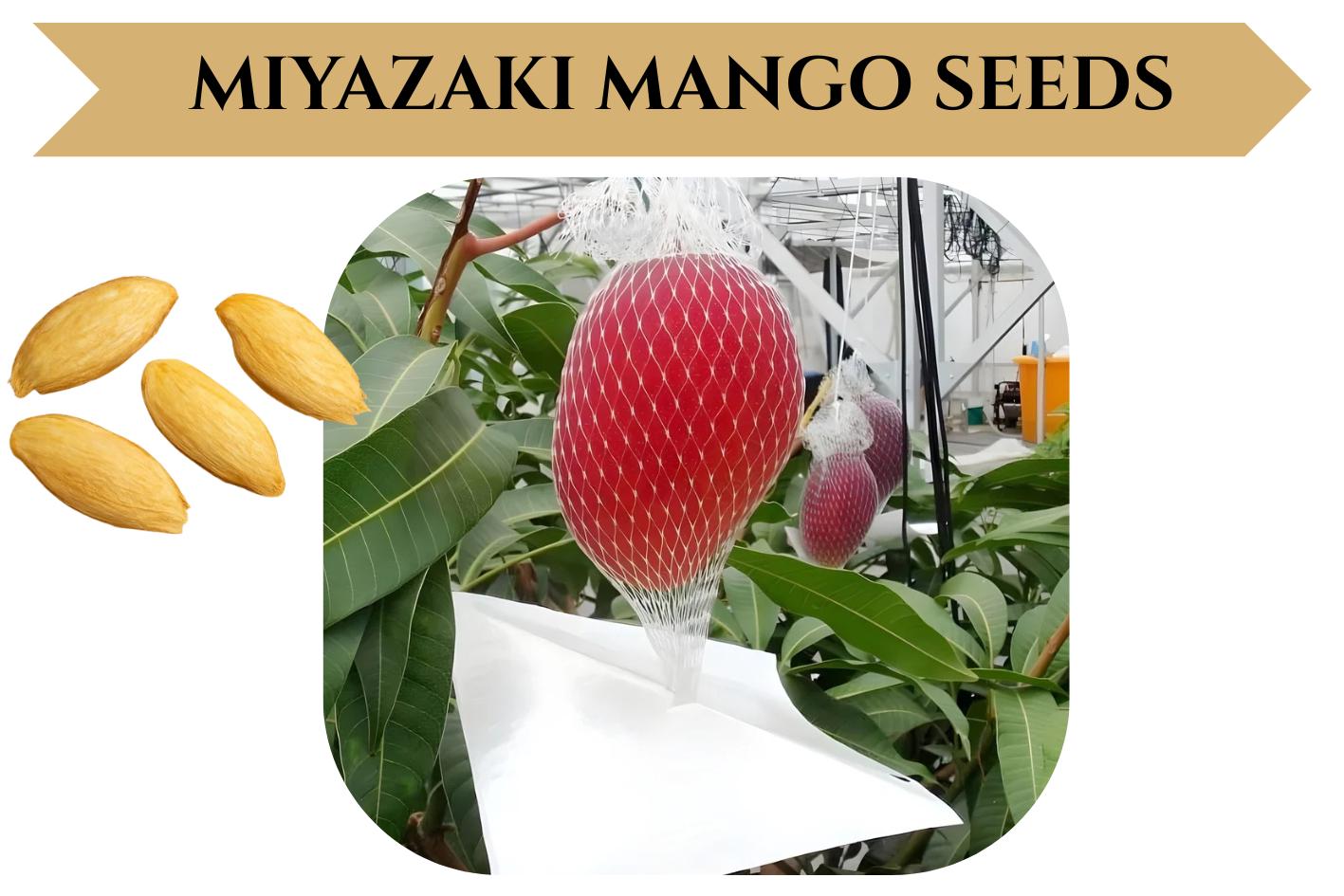 Mango Seed - Etsy