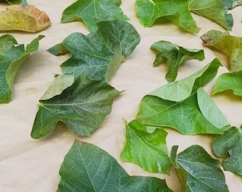 Dried Jatropha Curcas Leaves | Ratanjot Laljari Botanical Herb for Craft, Study