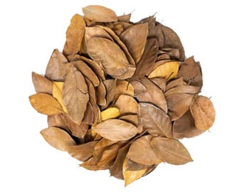 Dried Jackfruit Leaves for Herbal Tea and Crafts | Natural Organic Jackfruit Leaf