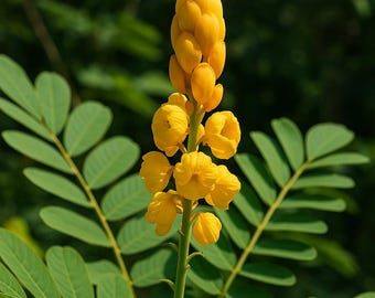 Dried Candlebush Leaves | Senna Alata Natural Botanical for Herbal Tea Crafts