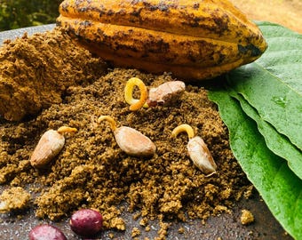 Fresh Cocoa Seeds for Planting | Grow Chocolate Tree | Theobroma Cacao Seeds (Tropical Fruit)