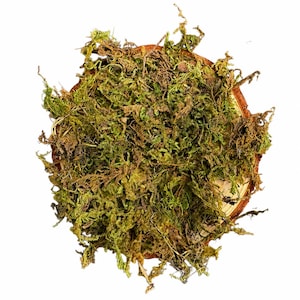 May include: A circular arrangement of preserved moss, featuring varying shades of green and brown. The moss is densely packed, creating a textured appearance. The moss is set on a natural wood slice, providing a rustic aesthetic.