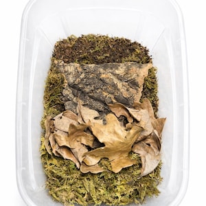 May include: A clear plastic container filled with layers of natural terrarium elements. The layers include green moss, a piece of bark, and dried brown leaves. The container is rectangular with rounded corners.