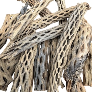 May include: A collection of dried cholla wood segments featuring a natural, light tan color and a distinct, porous, lattice-like structure. These cylindrical pieces of organic wood display intricate, elongated openings throughout their surfaces.