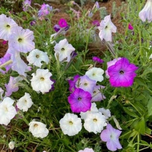Può includere: Primo piano di un'aiuola fiorita piena di petunie. I fiori mostrano una gamma di colori, tra cui bianco, viola e magenta. I petali hanno un aspetto delicato e increspato, e i fiori sono circondati da fogliame verde.