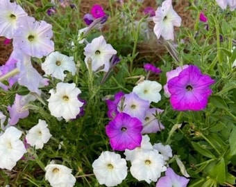 Semillas de petunia de estilo antiguo / Flores multicolores que se siembran solas
