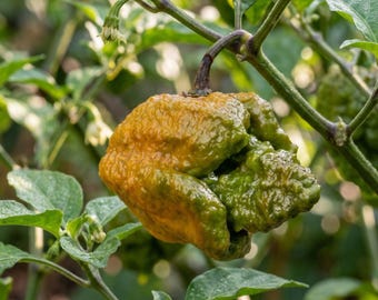 Pepper X World Rare Superscharfe Chili 10 Samen