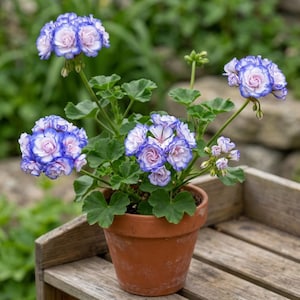 Rare 'Night Blue' Geranium Seeds Appleblossom Rosebud Pelargonium Perennial Garden Flower