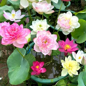 May include: A collection of vibrant lotus flowers in various shades of pink, white, and yellow, with green lily pads. The flowers are in a green container, creating a colorful and natural display.