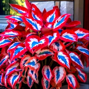 Hosta Red,white,blue plants