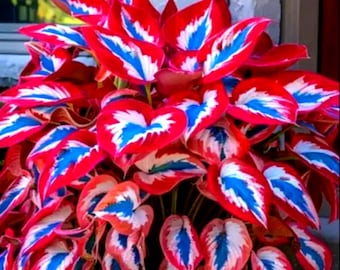 Plantas Hosta rojas, blancas y azules