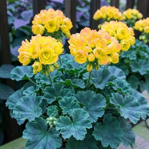 Puede incluir: Primer plano de una planta de geranio en maceta con flores amarillas vibrantes y hojas texturizadas de color verde azulado. Las flores están agrupadas y las hojas tienen una apariencia ondulada. La planta está sobre un fondo borroso.