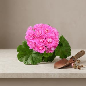 May include: A vibrant pink geranium flower head with multiple ruffled petals and large, scalloped green leaves. Beside the flower sits a small, weathered brown metal hand trowel and a few dried seed pods, showcasing a gardening theme.