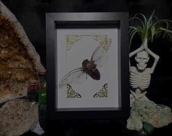 Cuadro con ejemplar de cigarra / Caja de sombra con cigarra real / Decoración gótica de insectos / Exhibición de entomología / Arte de pared para gabinete de curiosidades / Regalo de rarezas