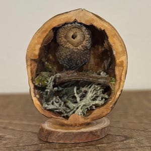 May include: A miniature woodland scene crafted inside a walnut shell. The interior features an acorn, moss, and a small branch, all set on a wooden base. The walnut shell is a light brown colour, and the moss is a pale green.