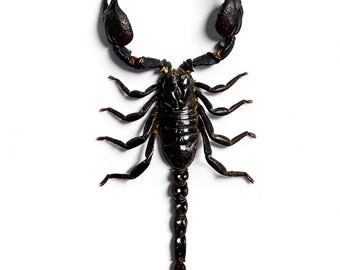 Auténtico ejemplar de escorpión de la Selva Negra / Ejemplar de escorpión gigante A1 / Regalo de decoración para vitrina antigua / Biología didáctica