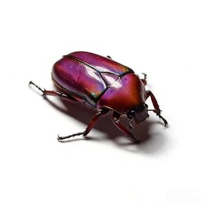 Pink Scarab Beetle Specimen | Rare All-Pink Beetle | A1 Collector Grade | Insect Specimen with Display Box