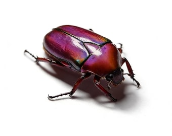 Pink Scarab Beetle Specimen | Rare All-Pink Beetle | A1 Collector Grade | Insect Specimen with Display Box