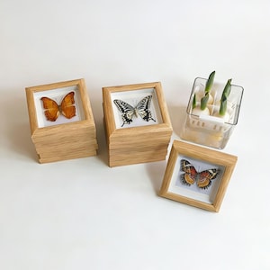 Peut inclure: Plusieurs cadres en bois carrés empilés, contenant des papillons aux couleurs variées sur fond blanc. Un papillon est orange, un autre noir et blanc, et le troisième orange, rouge et noir. Un récipient transparent avec des germes verts est également présent.