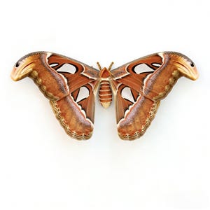 Real Giant Atlas Moth Specimen | Ethically Sourced Entomology Taxidermy |Curiosity Cabinet Decor Gift for Bug Collectors（Approx. 6.3 inches）