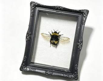 Esemplare autentico di bombo in cornice di resina / Magnete di storia naturale / Regalo unico per appassionati di natura / Regalo per amanti della scienza